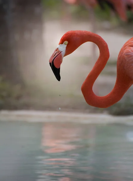 Flamingo is a very charming animal. We can meet him in the Caribbean.Flamingos (Phoenicopteridae) is a family of waterbirds with a long neck and legs of the monotypic order of flamingos. Flamingos family is 2 to 3 genera, all have the same Czech nam