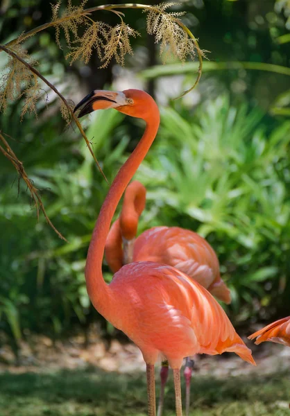 Flamingo çok çekici bir hayvan. Onunla Karayipler 'de buluşabiliriz. Flamingos (Phoenicopteridae), uzun bir boyun ve flamingoların monoton sırasını bacakları olan bir su kuşları ailesi. Flamingos ailesi 2 ila 3 Genera, hepsi aynı çek Nam var