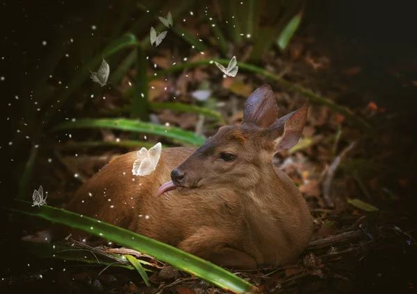 Une Biche Vivant Dans Les Hautes Tatras Biche Est Gros — Photo