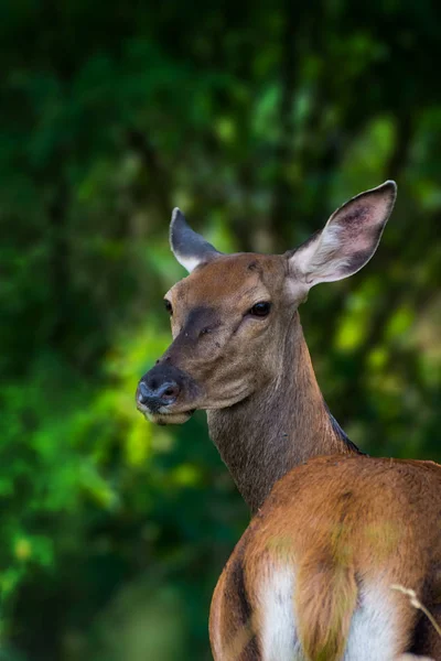 Doe Viver High Tatras Cervidae Uma Espécie Ave Família Cervidae — Fotografia de Stock