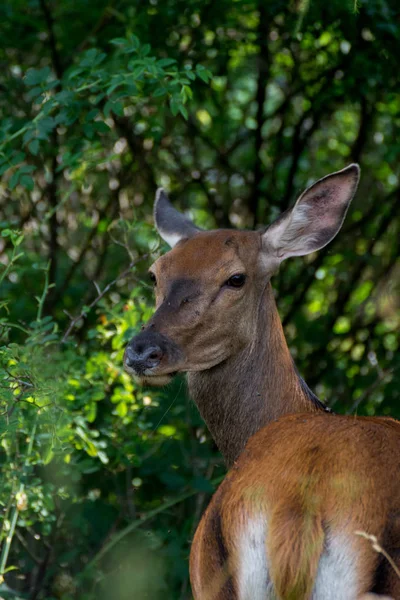 Doe Yüksek Tatras'ta yaşıyor. Doe cervidae ailesinin (Cervidae) büyük bir çift-toed ungulate olduğunu. Avrupa'nın geniş topraklarında bulunur. Daha sonra dünyanın diğer bölgelerine genişletildi..
