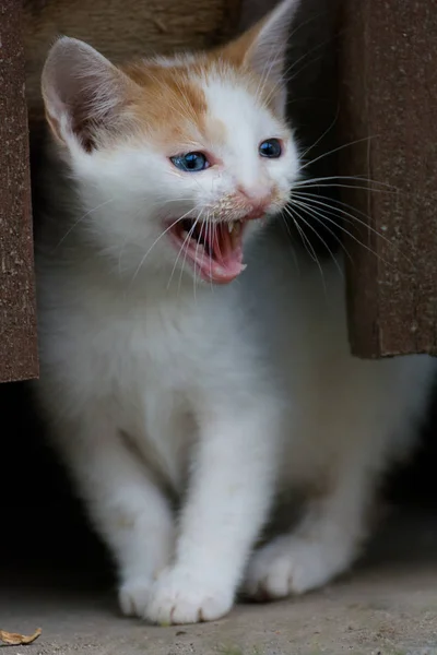 Gato Doméstico Lat Felis Catus Foi Subespécie Domesticada Gato Selvagem — Fotografia de Stock