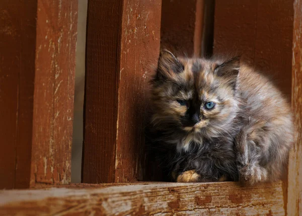 Домашня Кішка Лат Felis Catus Століттями Був Одомашненим Підвидом Дикої — стокове фото