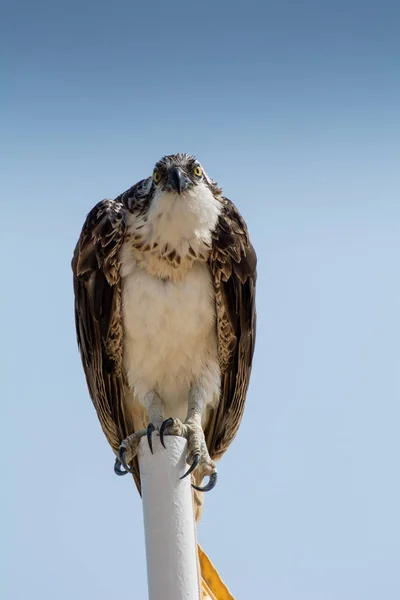 Yırtıcılar (Accipitriformes) bir kuş türüdür. Siparişte canlı av için uyarlanmış yaklaşık 225 kuş türü yer alıyor..