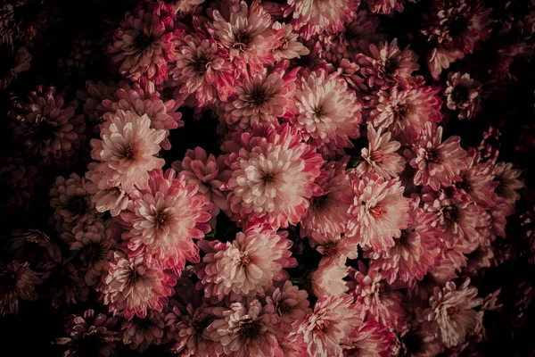 Kasımpatı Çin 'e özgü bir sonbahar bitkisidir. Kasımpatılar bahçeye ve seraya bölünür. Eylül 'den Ekim' e kadar çiçek açarlar. Kırık sapları ve güzel oyulmuş yaprakları var. Çok tipik bir kokuları var.. 