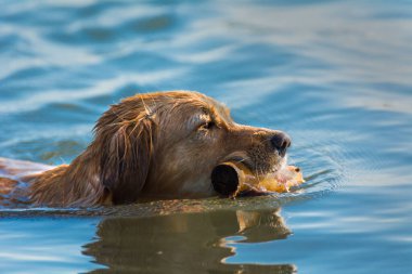Av köpeği suda bir sopayla oynuyor.