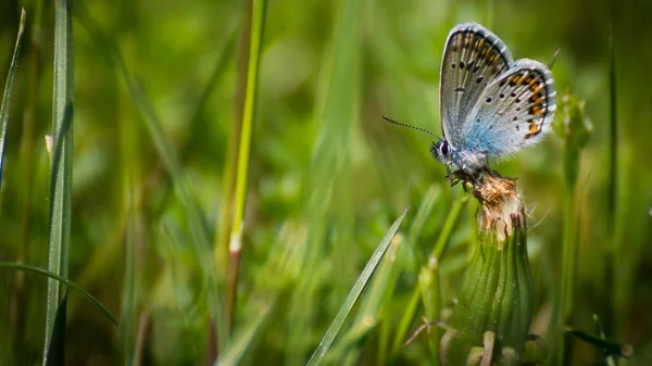 Polyommatus Icarus Una Mariposa Familia Lycaenidae Hembra — Foto de Stock