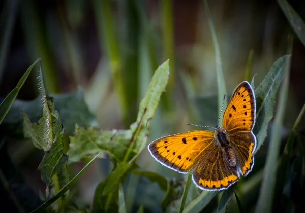 De lente op zijn mooist — Stockfoto