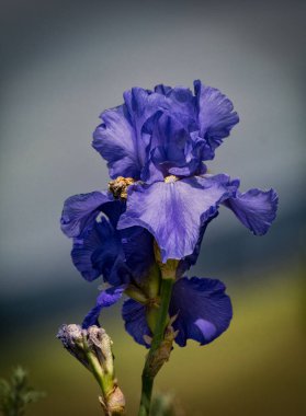 Yabanda büyüyen süsen çiçekleri.