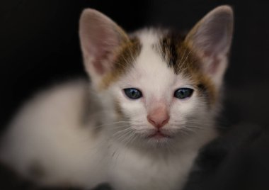 Bahçede oynayan küçük kedi yavrusu.