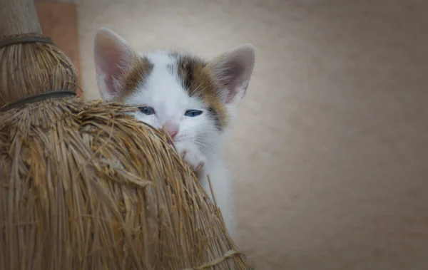 Bahçede oynayan küçük kedi yavrusu.