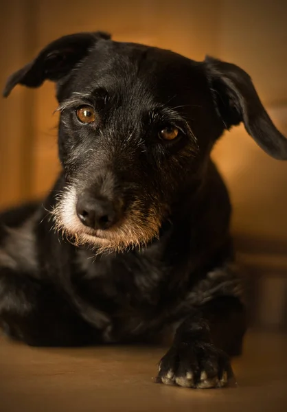 Bir adamın en iyi dostu köpektir..