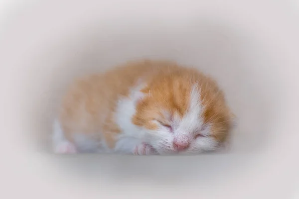 Dinlenen küçük kırmızı kedi yavrusu.