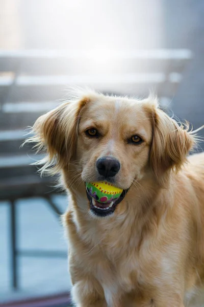 Golden Retriever Jouant Avec Ballon — Photo