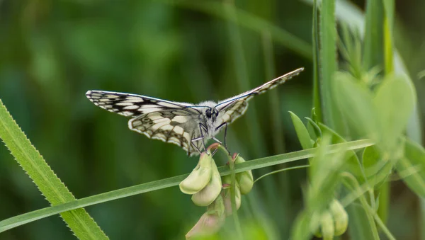 Een Vlinder Die Een Weide Leeft — Stockfoto