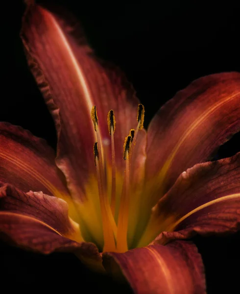 Lily Vahşi Doğada Büyüyor — Stok fotoğraf