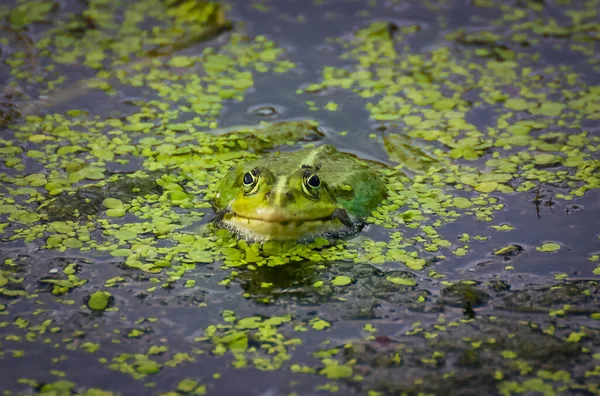 Que Vive Natureza — Fotografia de Stock