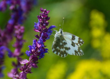 Çayırda uçan bir kelebek.