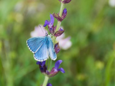 Mavi kelebek bir çiçeğin üzerinde oturuyor.
