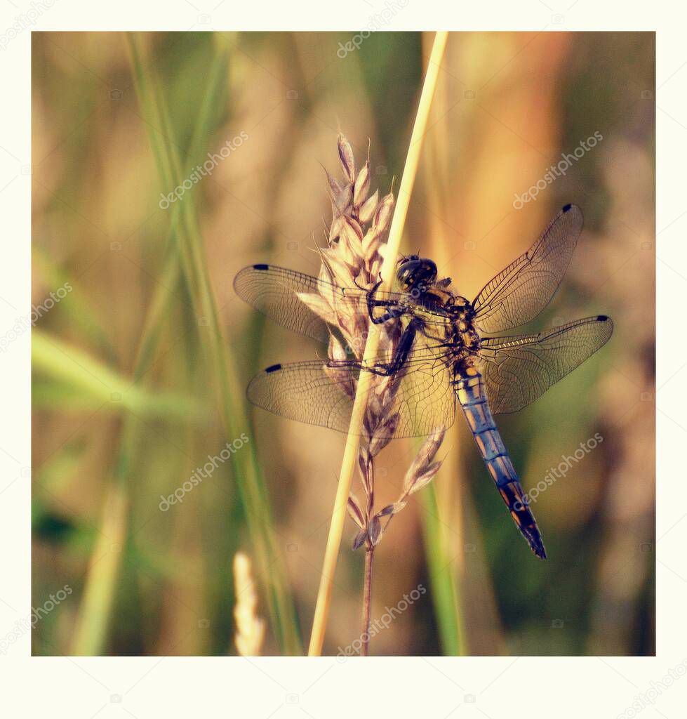 Dragonfly sitting on a blade of grass.