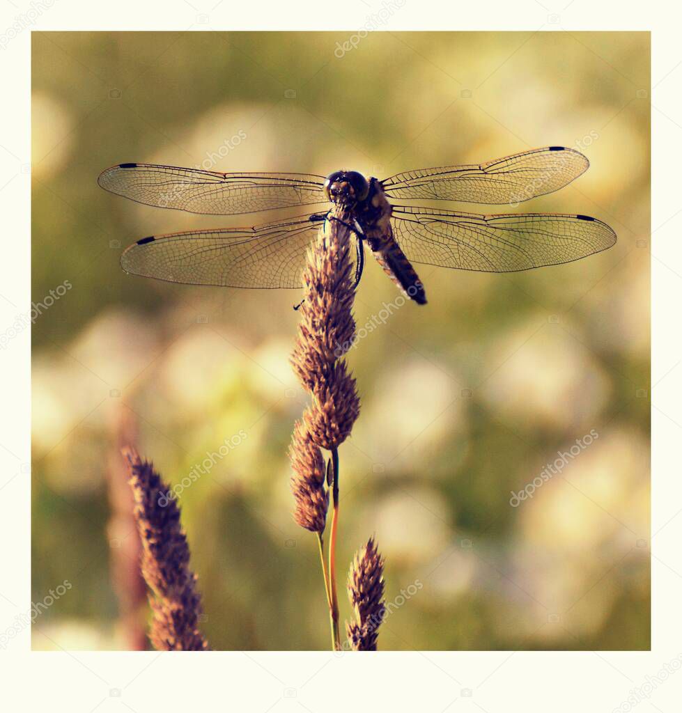 Dragonfly sitting on a blade of grass
