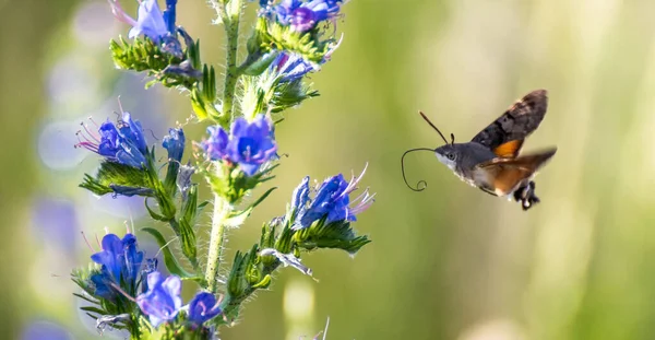 Çayırda uçan Macroglossum yıldız taşı..