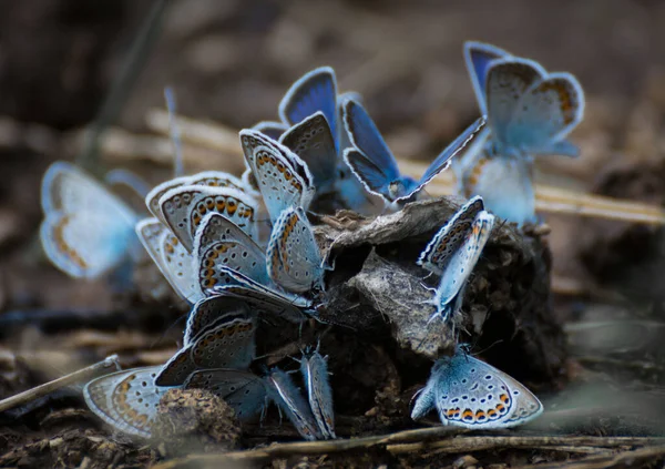 Vlinders Zittend Een Berg Klei — Stockfoto
