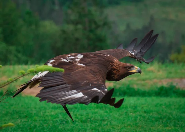 Avı için uçan bir yırtıcı..