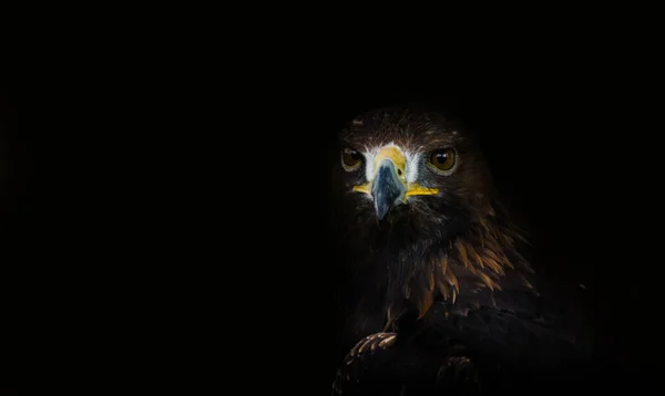 Avı için uçan bir yırtıcı..