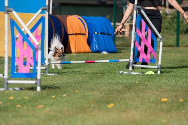 Small Papillon dog jumping over an obstacle during an agility competition on grass. Colorful tunnels and vibrant setting capture the energy and joy of the sport.