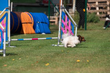 Small Papillon dog jumping over an obstacle during an agility competition on grass. Colorful tunnels and vibrant setting capture the energy and joy of the sport.