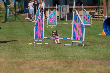 Small Papillon dog jumping over an obstacle during an agility competition on grass. Colorful tunnels and vibrant setting capture the energy and joy of the sport.