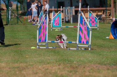 Small Papillon dog jumping over an obstacle during an agility competition on grass. Colorful tunnels and vibrant setting capture the energy and joy of the sport.