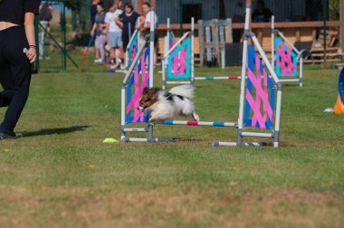 Small Papillon dog jumping over an obstacle during an agility competition on grass. Colorful tunnels and vibrant setting capture the energy and joy of the sport.