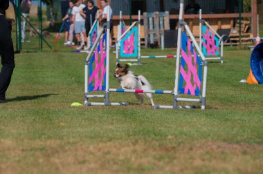 Small Papillon dog jumping over an obstacle during an agility competition on grass. Colorful tunnels and vibrant setting capture the energy and joy of the sport.