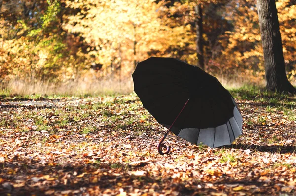 Черный Открытый Зонтик Осеннем Парке Солнечный День Лицензионные Стоковые Изображения