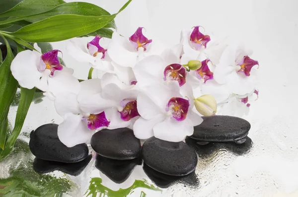 Spa arka plan - orkide siyah taşlar ve bambu su