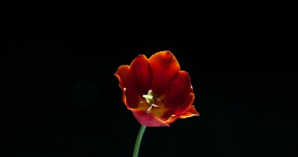 Timelapse de flor de tulipán rojo floreciendo sobre fondo negro — Vídeos de Stock