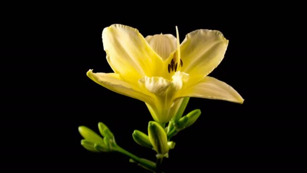 Timelapse de uma flor amarela Daylily florescendo e desaparecendo no fundo preto — Vídeo de Stock