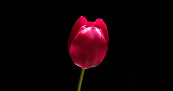 Včasná červená tulipán květ kvetoucí na černém pozadí