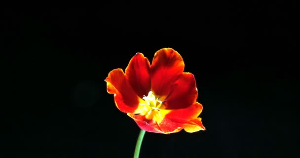 Timelapse of red tulip flower blooming on black background