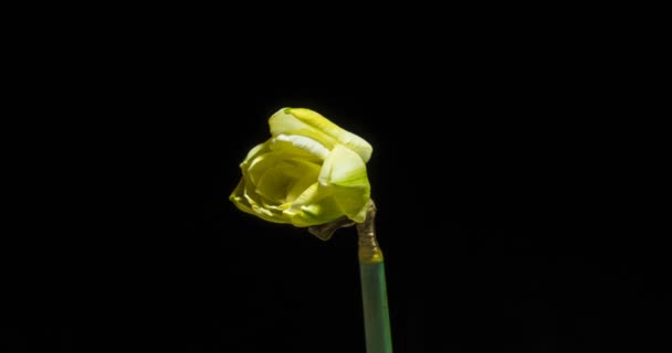 Νάρκισσοι Daffodil άνθηση timelapse μακροεντολή κομμένες, μαύρο φόντο, ασφόδελος λουλούδι ανθίζει κομμένες μακροεντολή χρονική — Αρχείο Βίντεο
