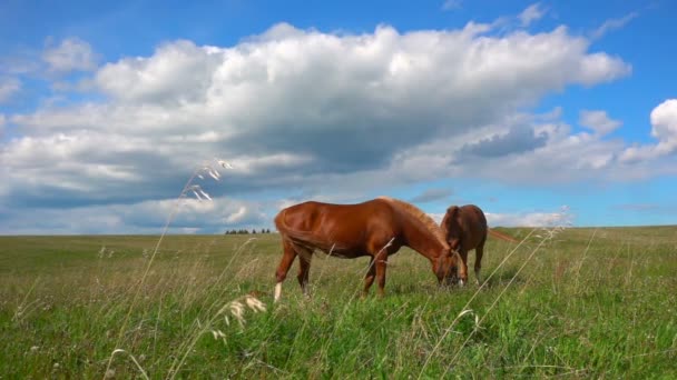 Paarden met een veulen grazen in het veld, overdag mooi landschap, slow-motion — Stockvideo