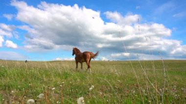 Bir tayı atlarla otlatmak alan, gündüz güzel manzara, ağır çekim