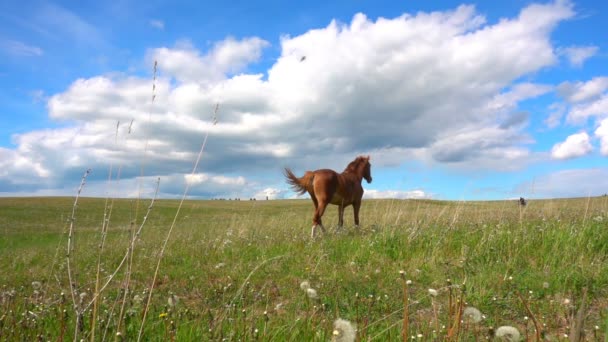 Csikó lovak legelnek a mező, a nappali gyönyörű táj, a lassú mozgás — Stock videók