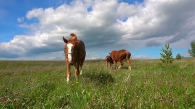 Bir tayı atlarla otlatmak alan, gündüz güzel manzara, ağır çekim