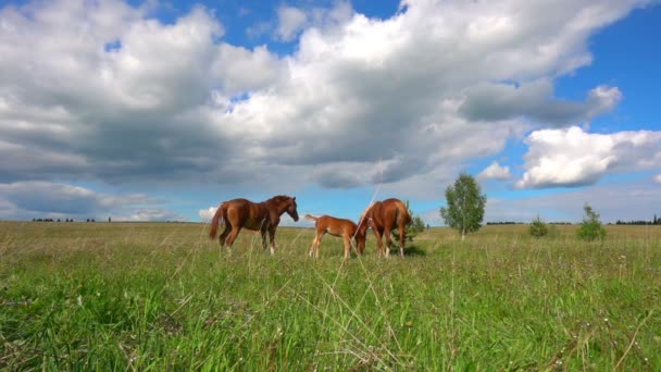 Konie z źrebię pasą się w zwolnionym tempie, dzienne piękny krajobraz, boisko — Wideo stockowe