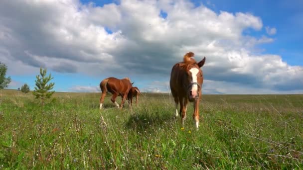 Csikó lovak legelnek a mező, a nappali gyönyörű táj, a lassú mozgás