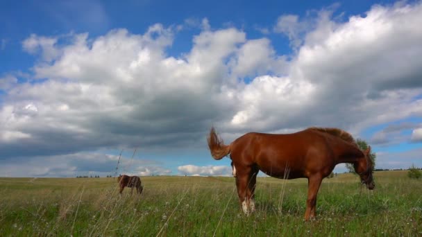 Csikó lovak legelnek a mező, a nappali gyönyörű táj, a lassú mozgás — Stock videók