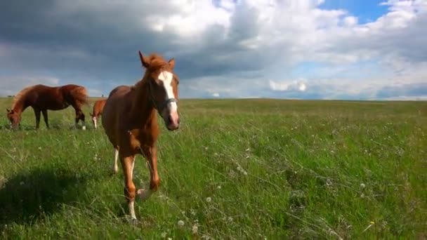 Koně s hříbě se pasou v pole, denní krásné krajiny, pomalý pohyb